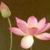Jane_135r