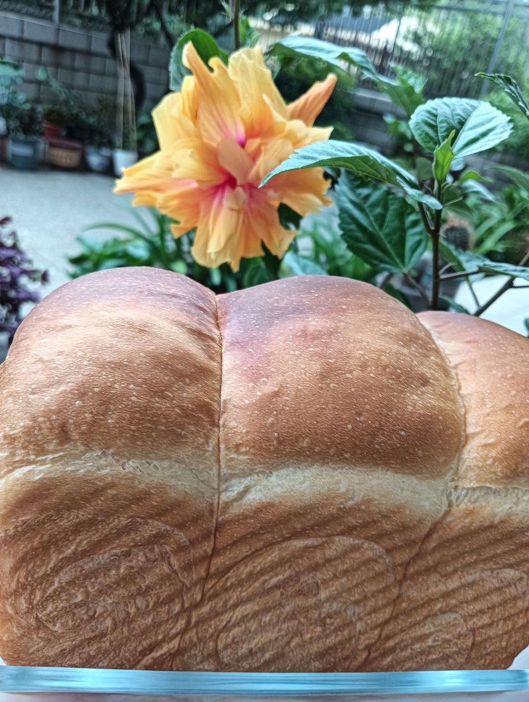 做一次就成功的牛奶吐司面包（手和面揉出手套膜）最后附全麦吐司