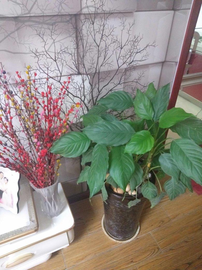 角角落落的绿植们