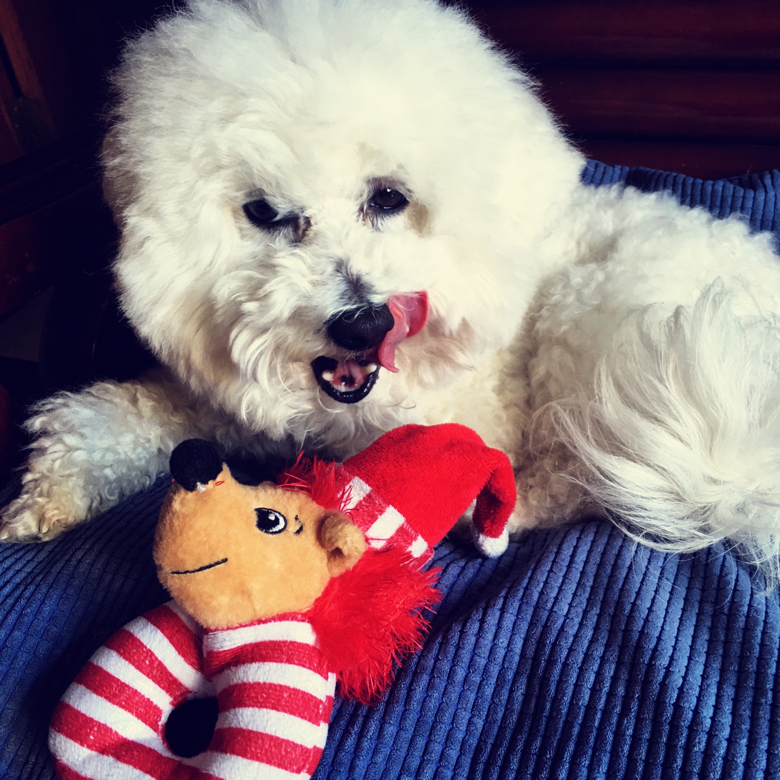 我家有只小虾米