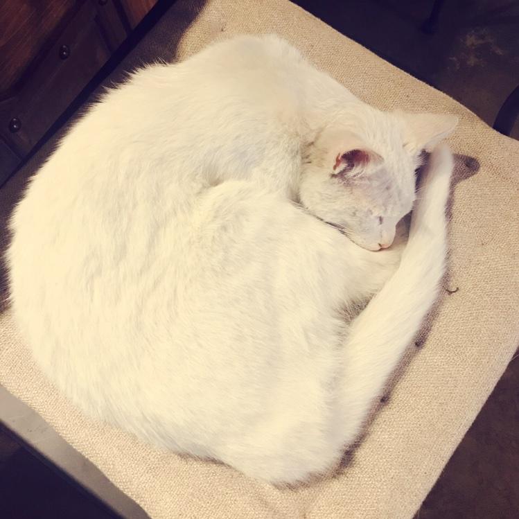 超爱吃鱼的猫猫