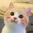 不瘦六斤不改名_