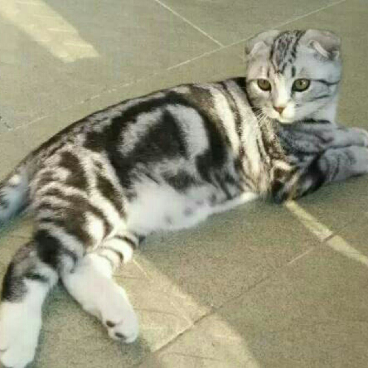 喵゛ --
