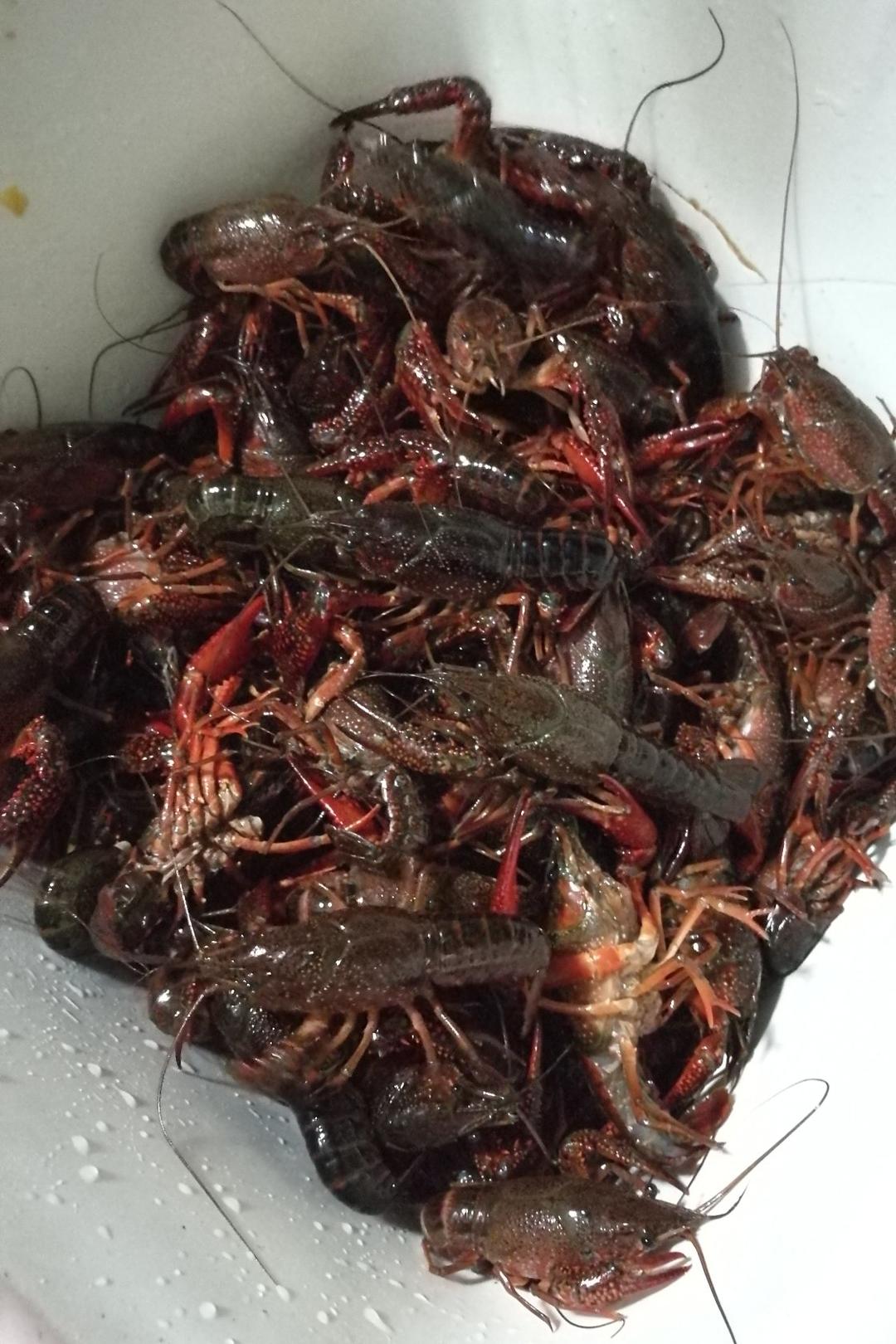 吮指回味十三香啤酒小龙虾
