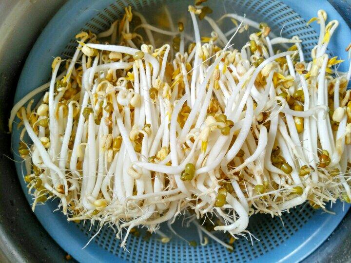 最简单的自发绿豆芽(无添加)