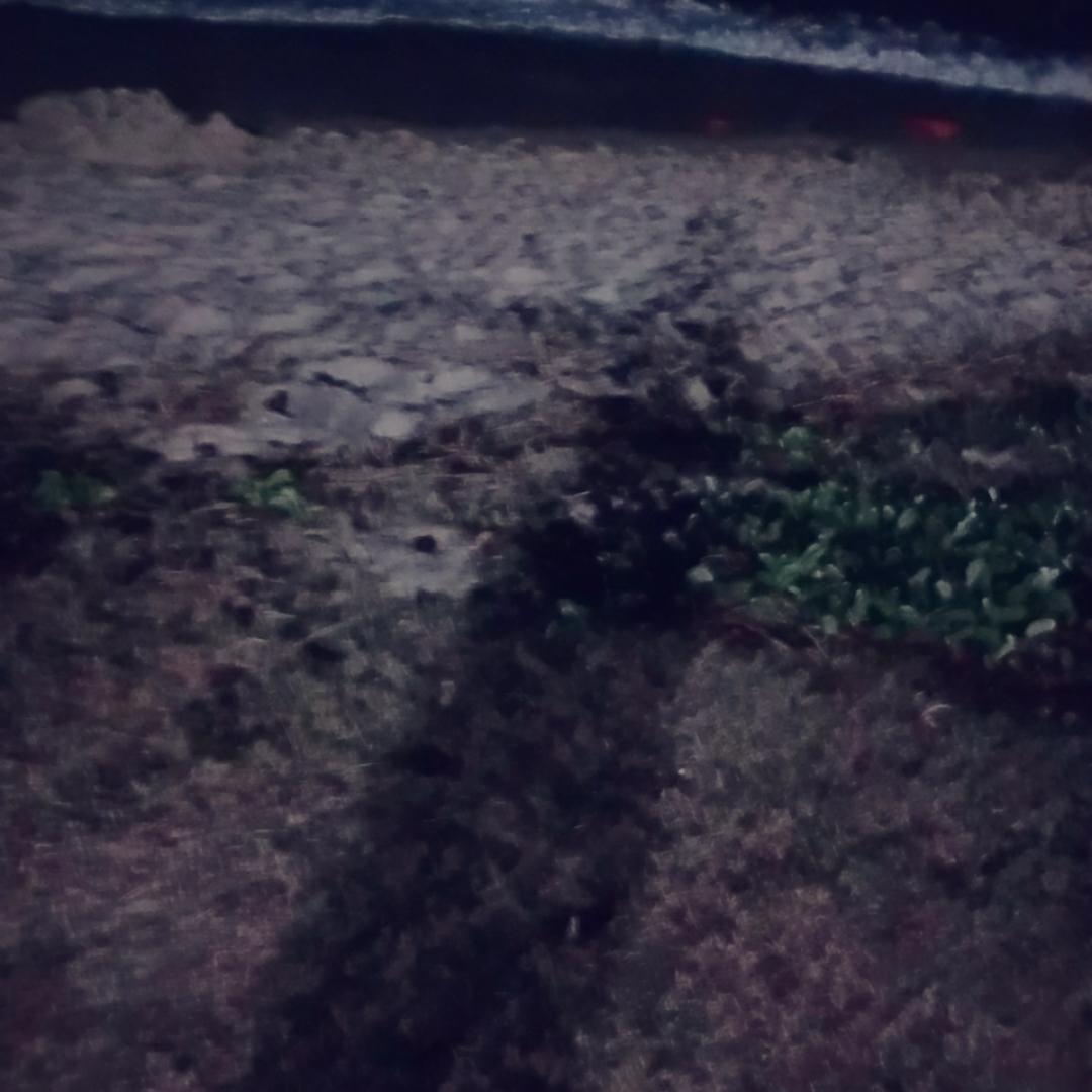 屋顶上的吃货黑猫