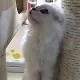 DDDDTTian