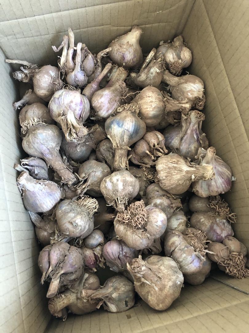 腌糖蒜