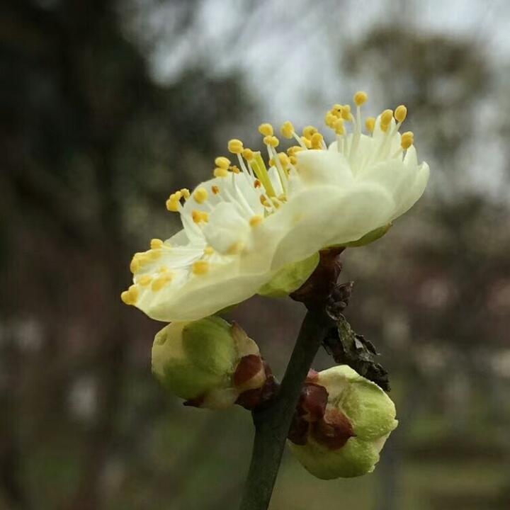 霧裏看花的厨房