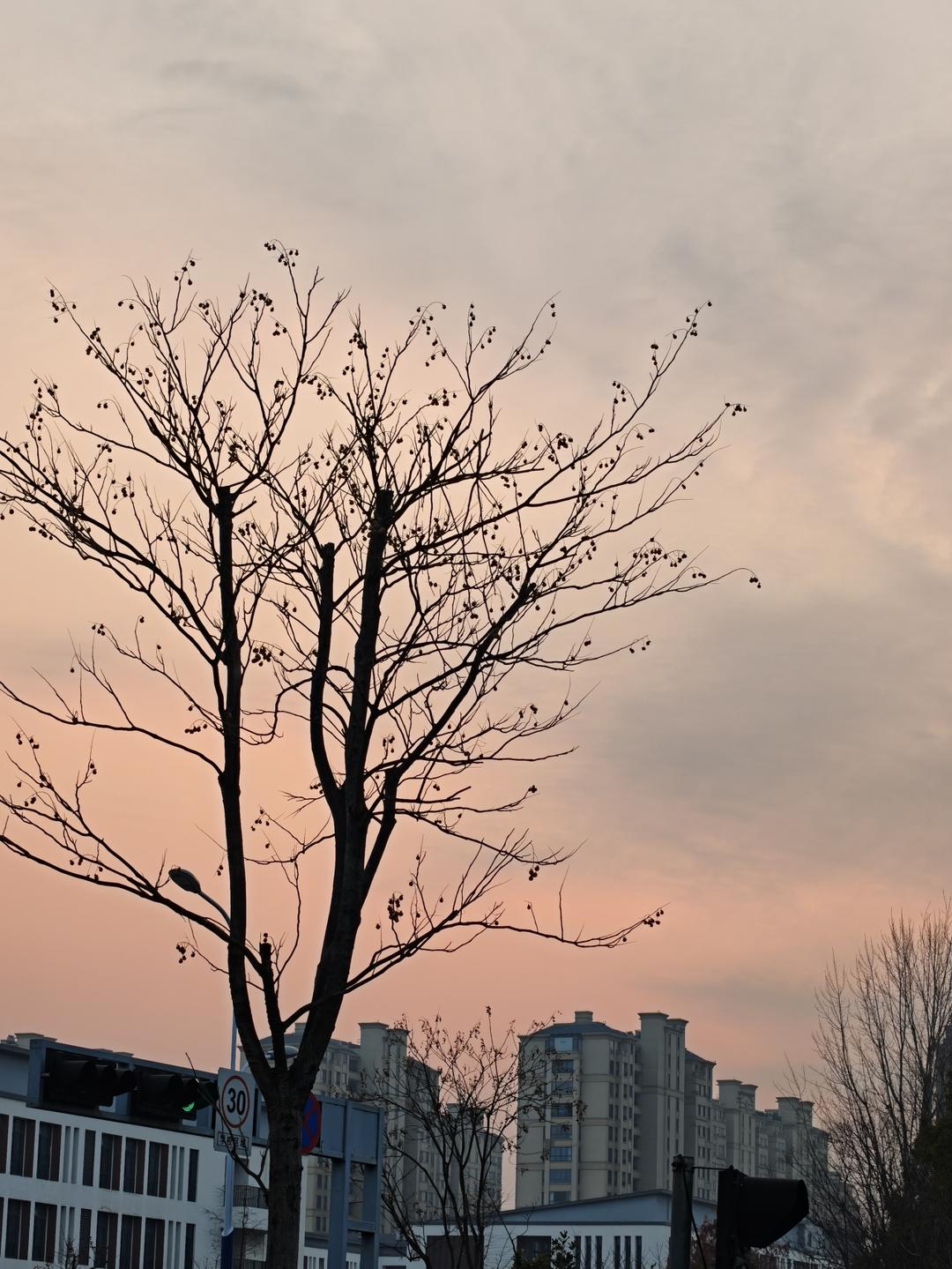 甘蔗苹果红枣水