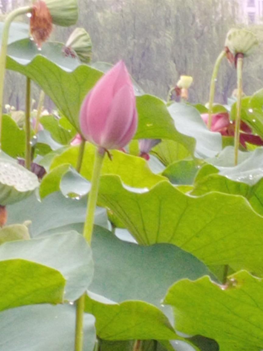 李师傅青菜鸡蛋面的做法