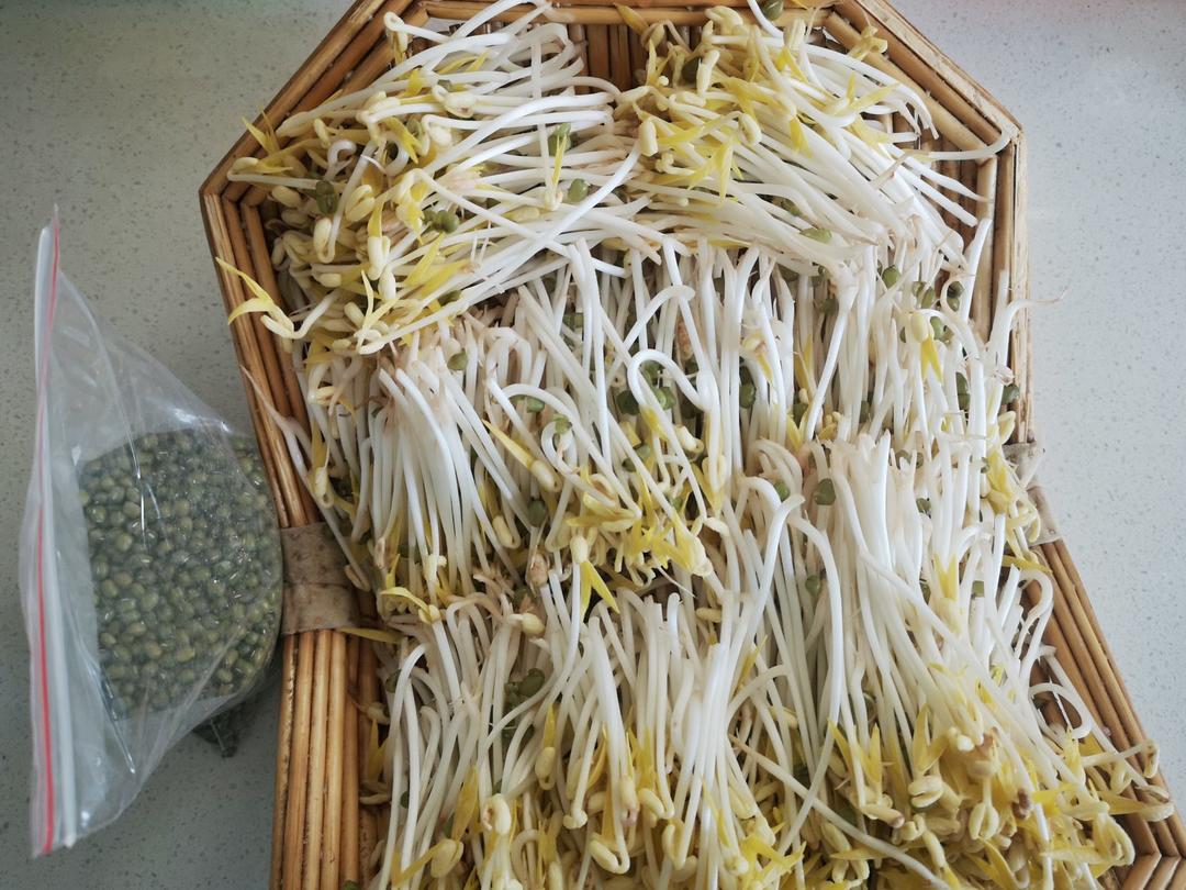自制豆芽
