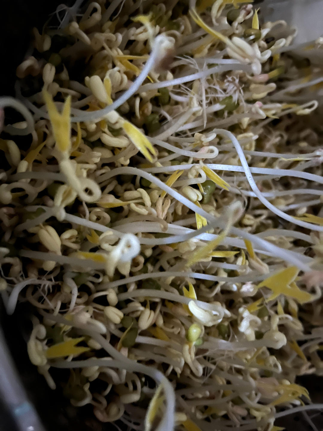 自发绿豆芽