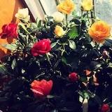 Pauline_58