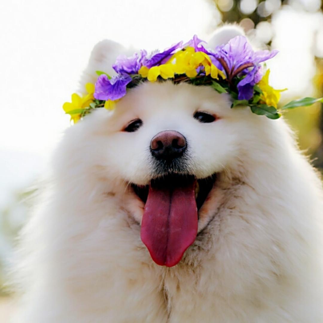 春风十里不如你的杨核桃