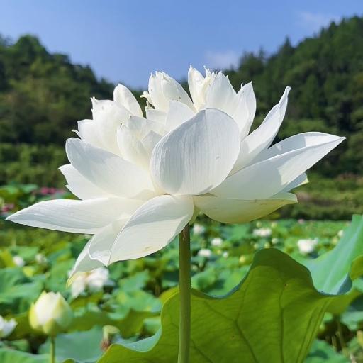 馒趣石珍