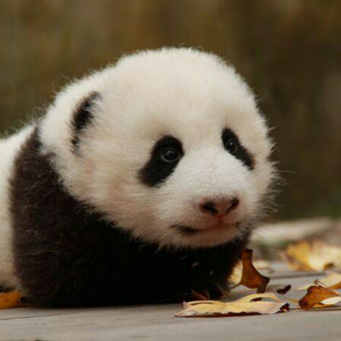 开始学做菜的胖鱼