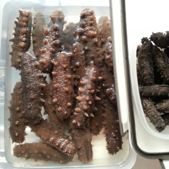 泡发海参（超级简单）版