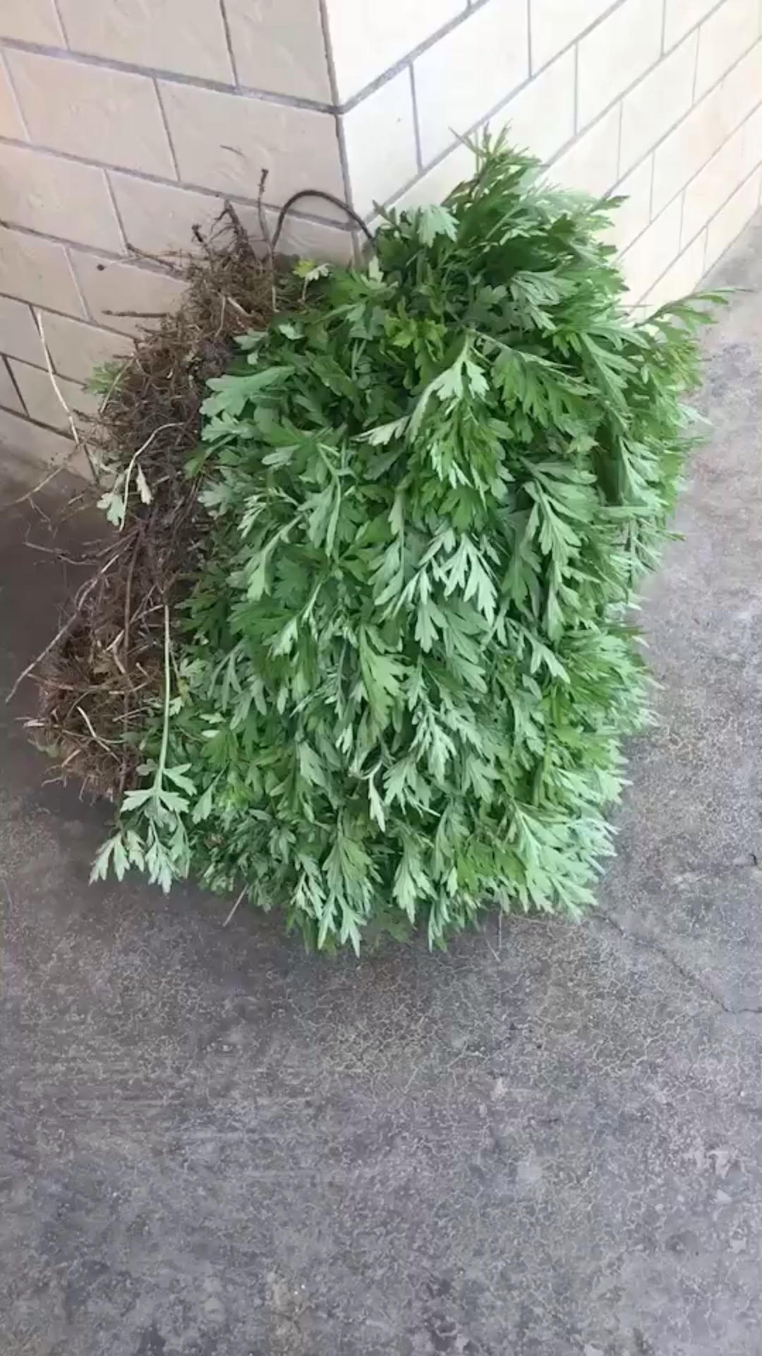 艾糍