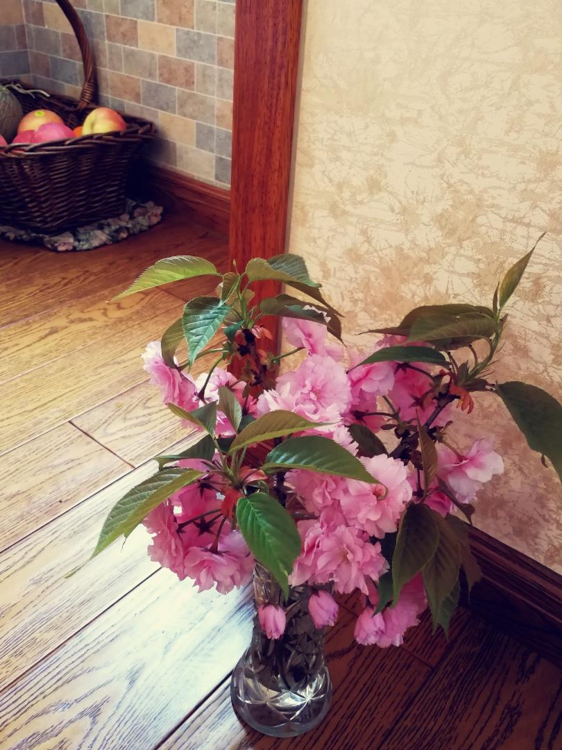 一花一世界