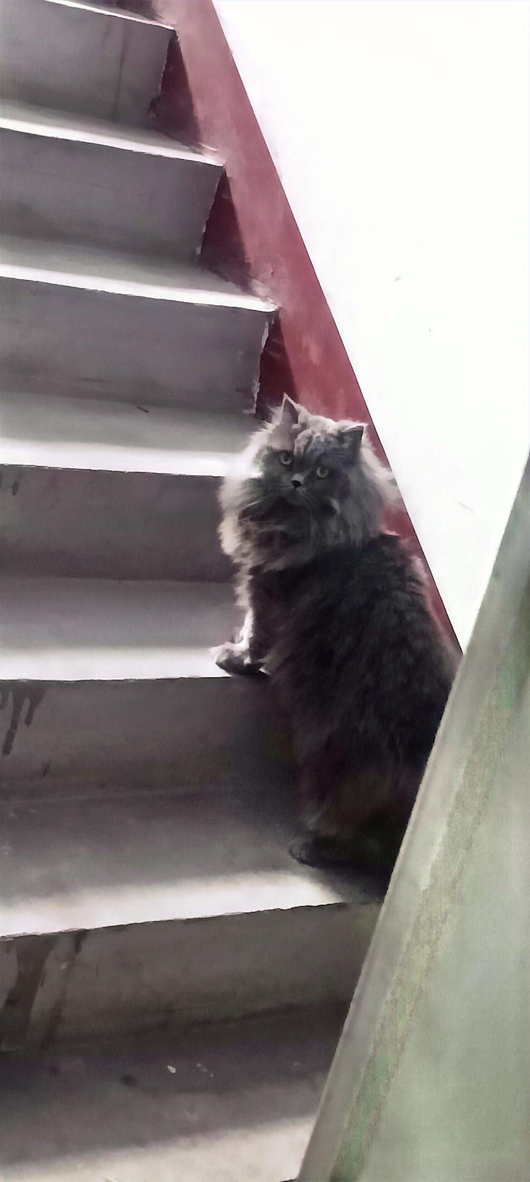 小猫妈妈的自创