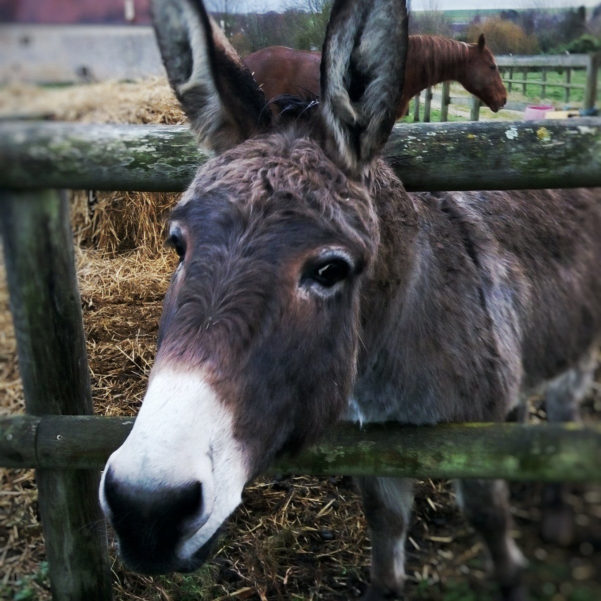 在诺曼底的猪坚强