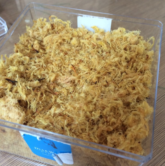 自制肉松