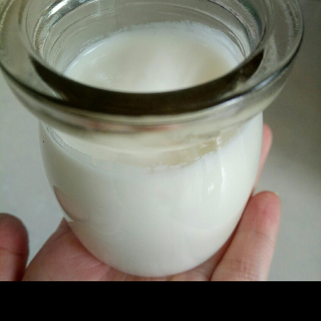 自制原味酸奶