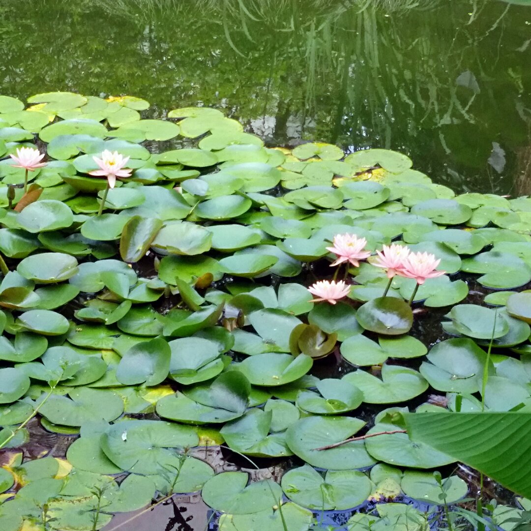 梅子虫虫
