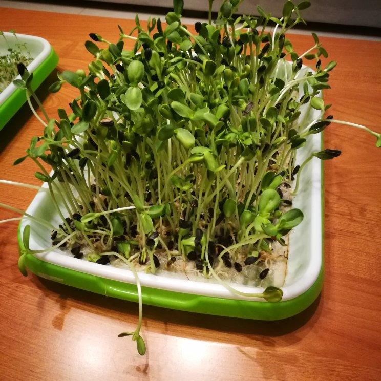 凉拌豌豆苗