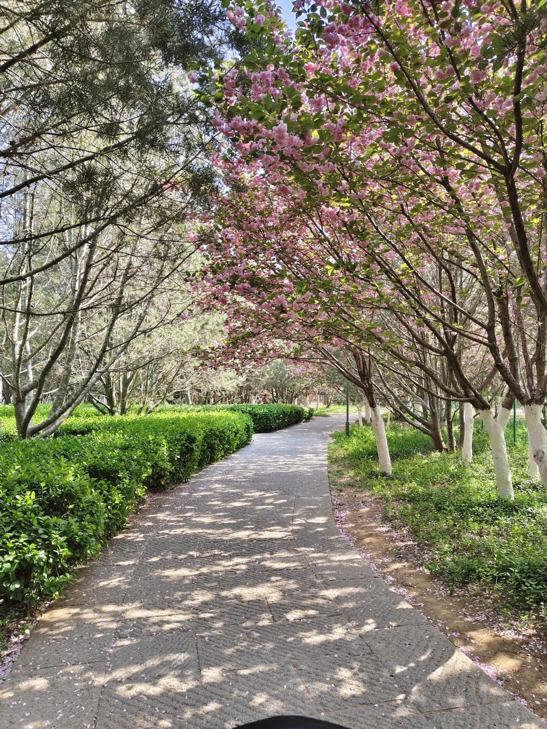 素饺子的极致美味 西葫芦鸡蛋饺子