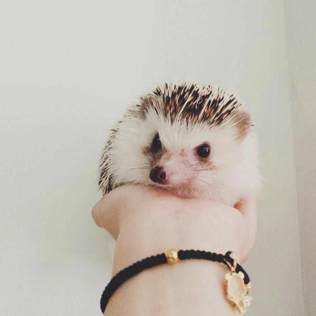 刺猬馨