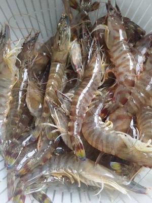白煮斑节虾的做法 步骤1