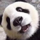 牛栗鲫柚