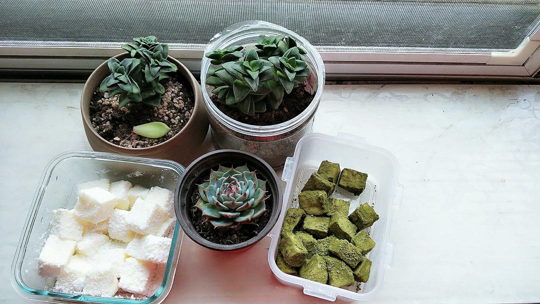 完胜85度C牛奶椰丝小方