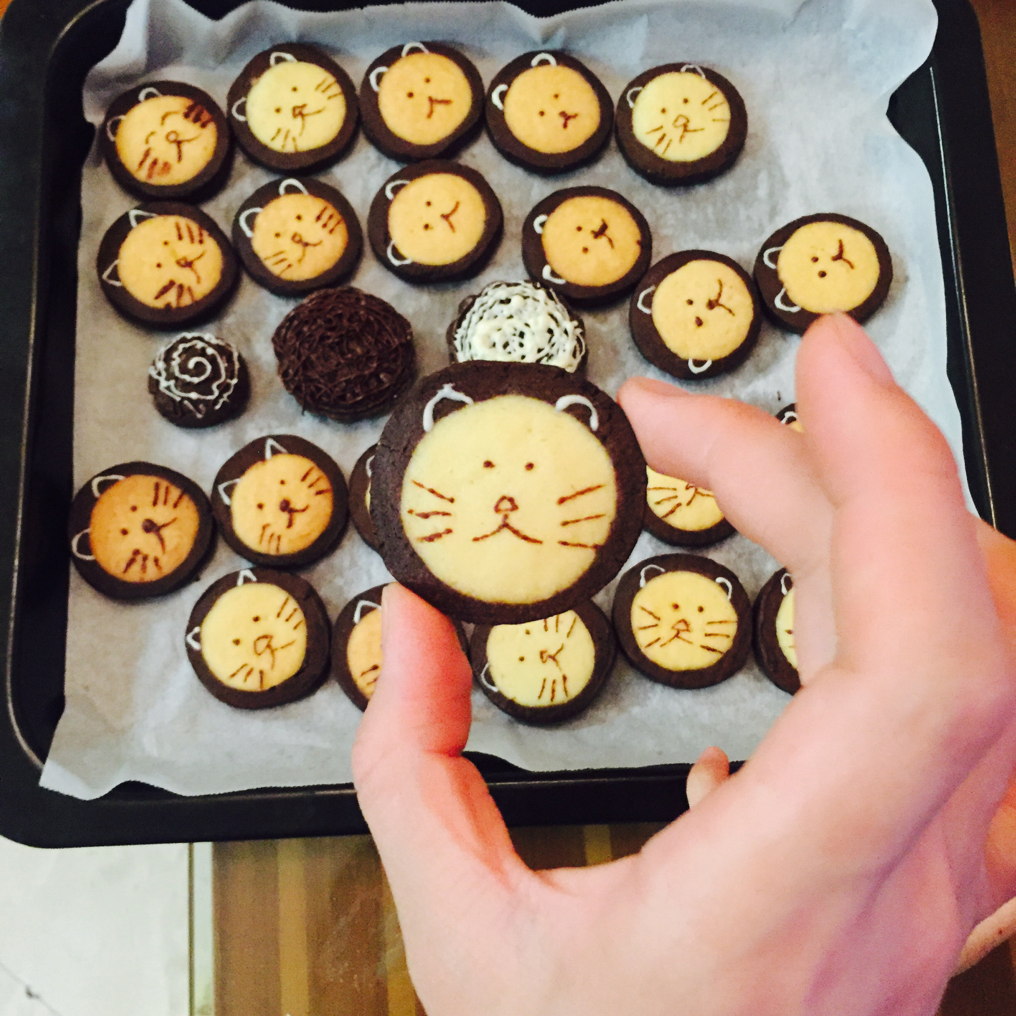 萌哭了的可可狮子饼干