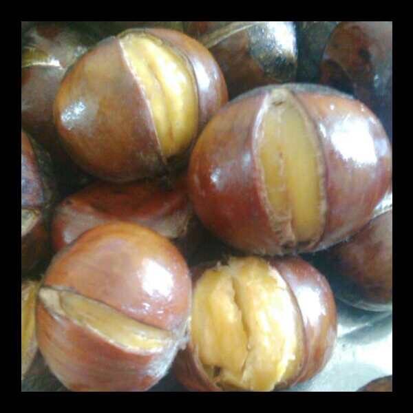 慵懒美丽的栗子