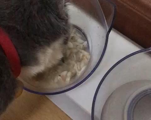 猫咪饭·鱼肉汤