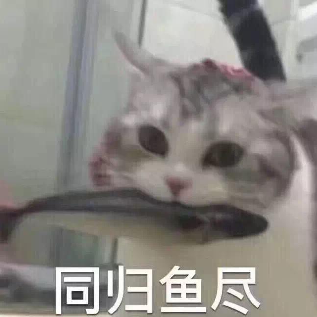 吃鱼的猫咪是好猫咪