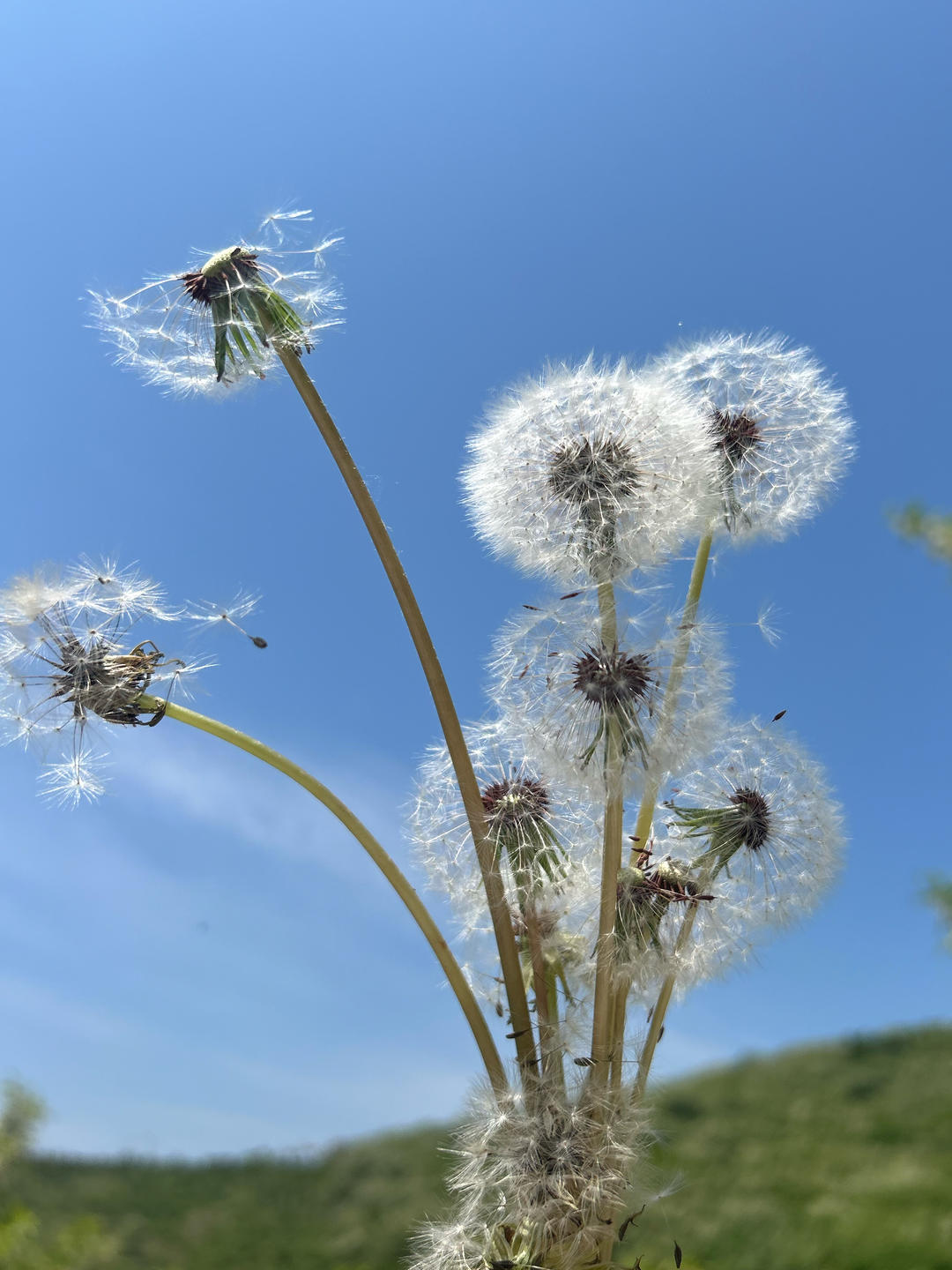我有一只小尾巴
