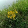 月上桃花