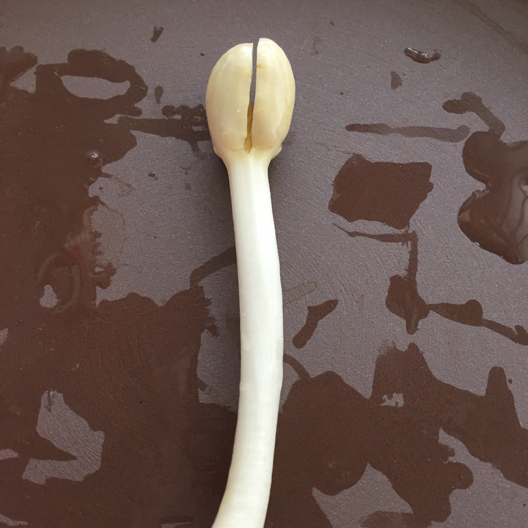 自己动手种花生芽