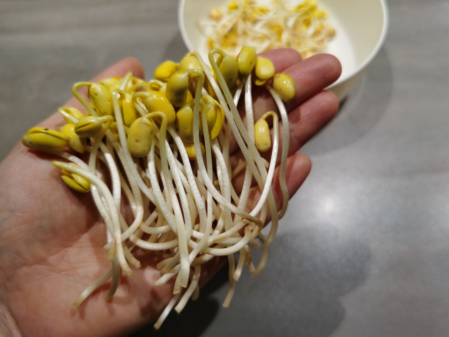 自发豆芽②－黄豆芽，比绿豆芽慢且难，但四五天也能吃上