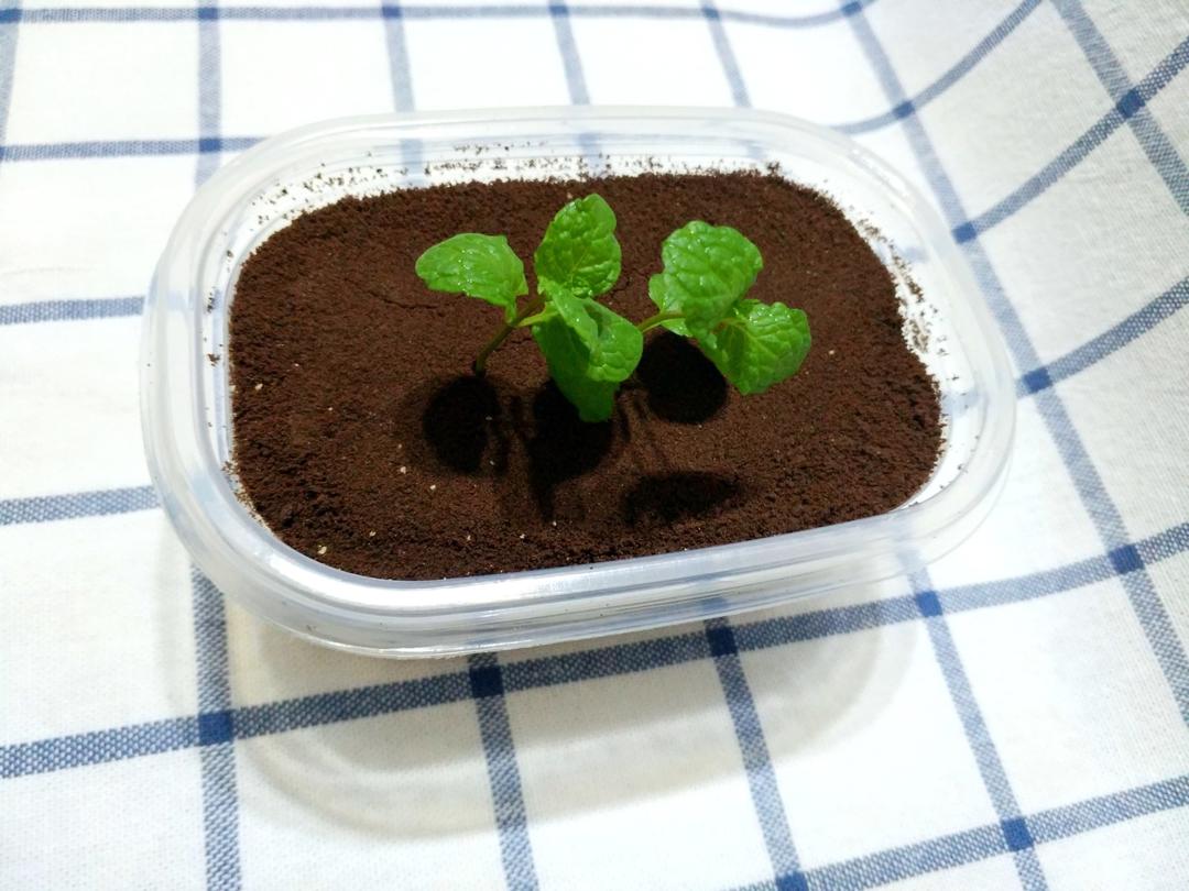 木糠杯——适合小白做的甜品