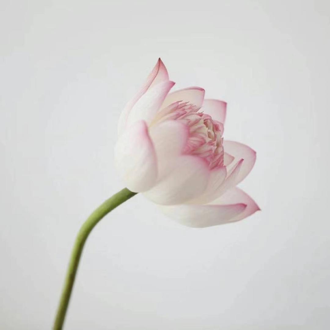 是原子呀