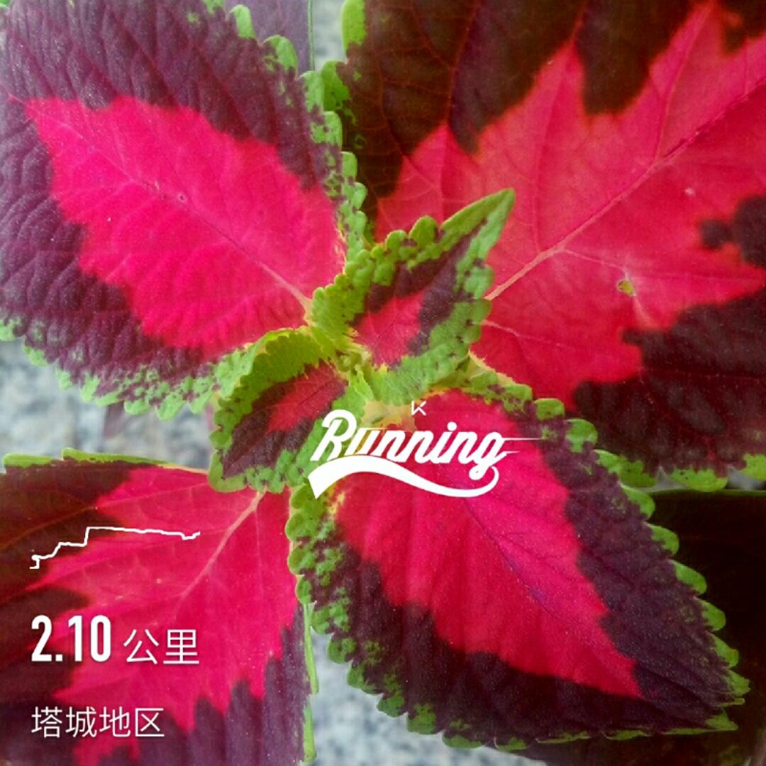 爱煮花生玉米