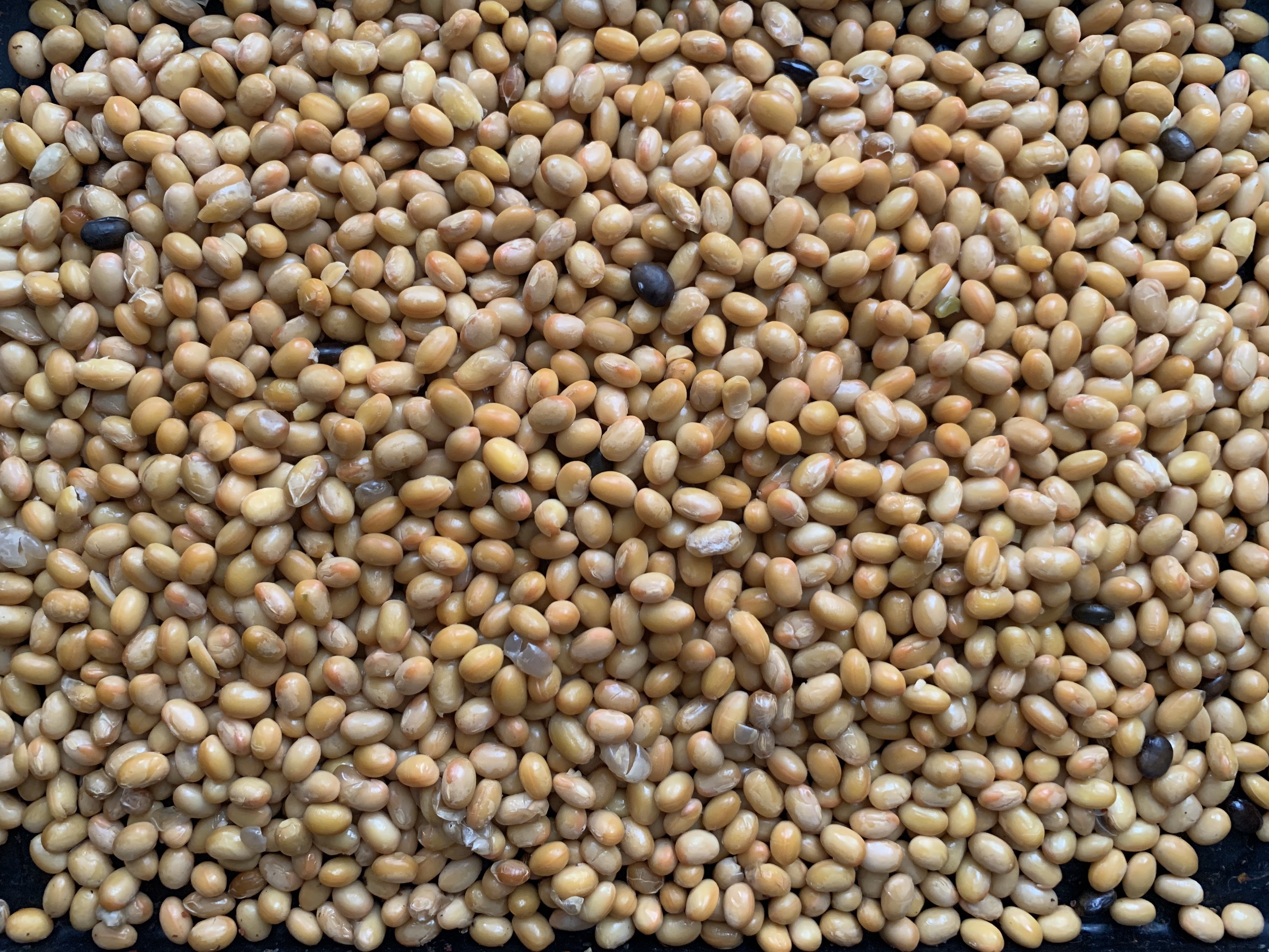 毛霉菌自制干豆豉（贵州风味）的做法 步骤1