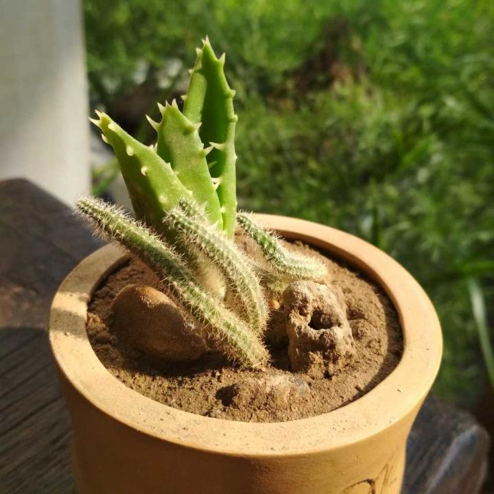 镇痛剂