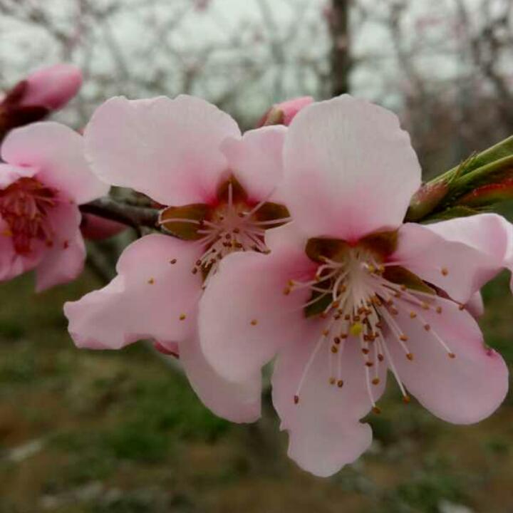 菊菊爱厨艺