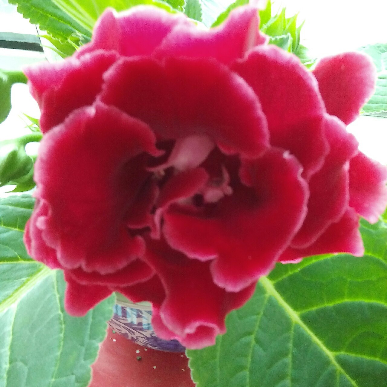 幸福的燕子_tkv6